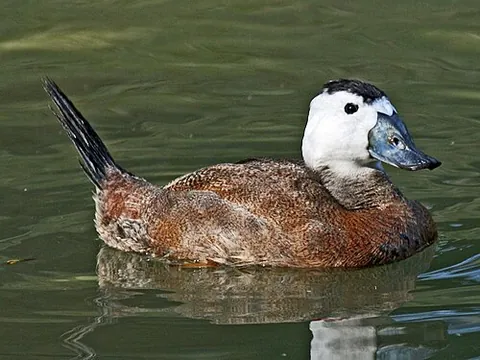 white-headed duck: oxyura leucocephala, an arctic sea bird in the family Anatidae