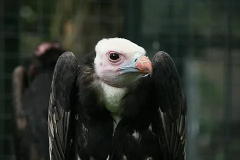 white-headed vulture: a critically-endangered species of Old World vultures, Trigonoceps occipitalis, known for the white...