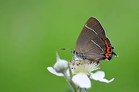 white-letter hairstreak: a small, brown butterfly with a W-shaped white streak, Satyrium w-album, of the family Lycaenidae