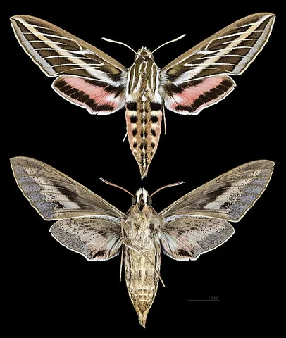 white-lined sphinx: hyles lineata, a species of large North American sphinx moths