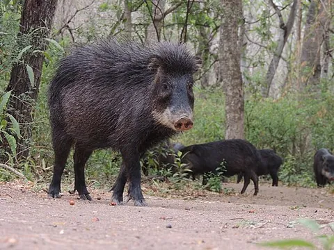 white-lipped peccary: tayassu pecari, widespread in much of tropical South America, less so in Central America