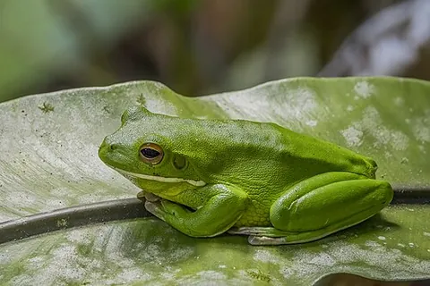 white-lipped tree frog: a frog, Nyctimystes infrafrenatus