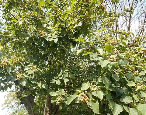 white mulberry: a short-lived mulberry tree of species Morus alba, native to northern China, used in traditional...