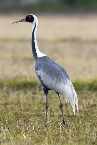 white-naped crane: antigone vipio, a bird of the crane (Gruidae) family