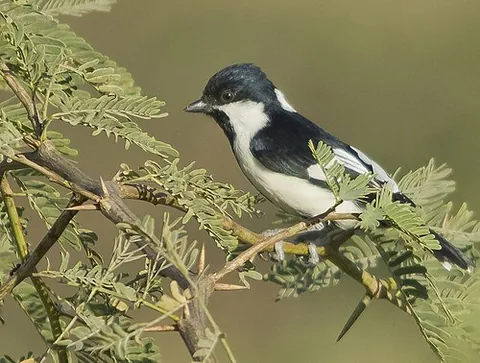 white-naped tit: machlolophus nuchalis, a small bird of the tit family Paridae