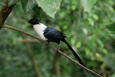 white-necked myna: streptocitta albicollis, a common species of myna often confused for a magpie due to its...