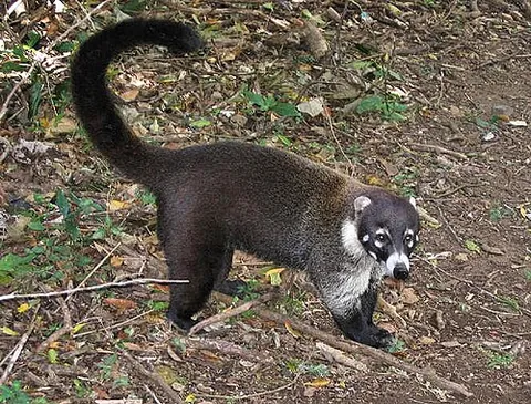 white-nosed coati: a common species of coati (Nasua narica), native to many wooded areas of the Americas