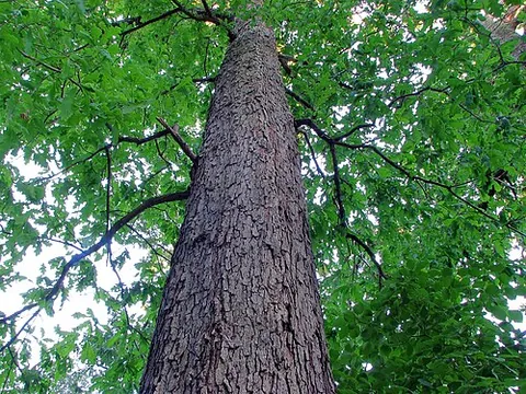 white oak: an oak tree with rounded leaf lobes and relatively pale wood, native to eastern North America,...