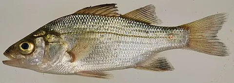 white perch: any of species Morone americana of game fish of brackish waters of eastern North America