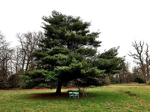 white pine: any species of the subgenus Pinus subg. Strobus