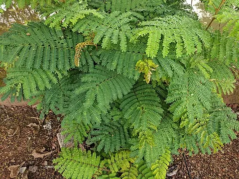 white popinac: a small fast-growing mimosoid tree (Leucaena leucocephala), native to southern Mexico and northern...