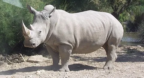 white rhinoceros: an African species of rhinoceros (Ceratotherium simum)