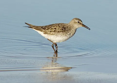 white-rumped sandpiper: a type of sandpiper (Calidris fuscicollis)