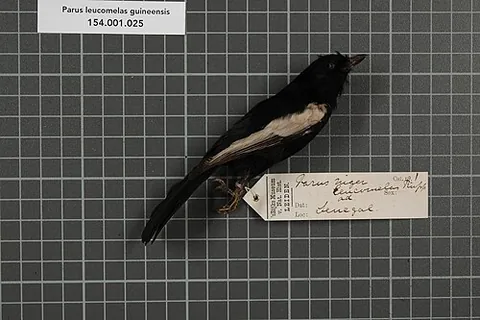 white-shouldered black tit: melaniparus guineensis, a small bird of the tit family Paridae