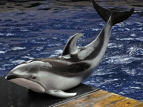 white-sided dolphin: any dolphin of the species Leucopleurus acutus and Aethalodelphis obliquidens which have...