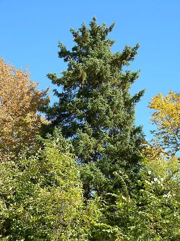 white spruce: especially, Picea glauca