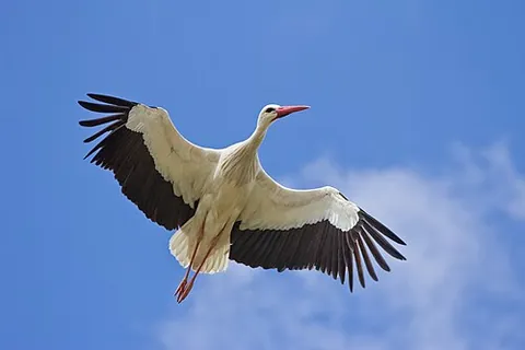 white stork: a large wading bird, of species Ciconia ciconia, that winters in Africa and breeds in Europe; in...