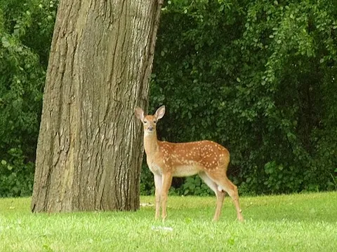 white-tailed deer: a medium-sized deer found throughout most of North and Central America and northern portions of...