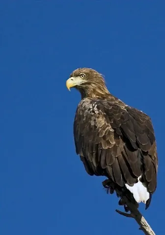 white-tailed eagle: a sea-eagle with a distinctive white tail; (Haliaeetus albicilla)