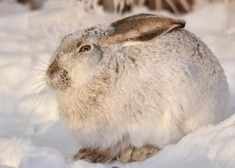 white-tailed jackrabbit: lepus townsendii, a species of jackrabbit found in the Rocky Mountains