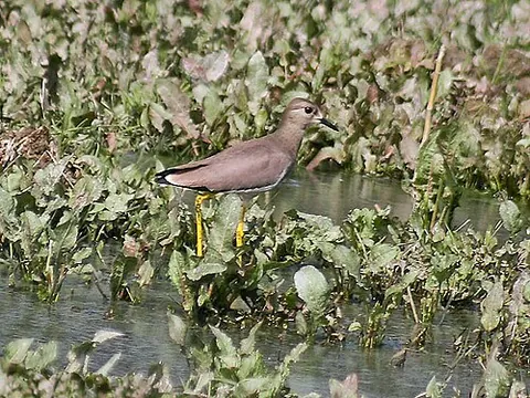 white-tailed lapwing: vanellus leucurus, a marshland bird species of central Asia
