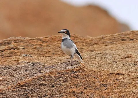 white-tailed shrike: lanioturdus torquatus, a passerine bird of western Angola and Namibia