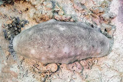 white teatfish: a sea cucumber of species Holothuria fuscogilva