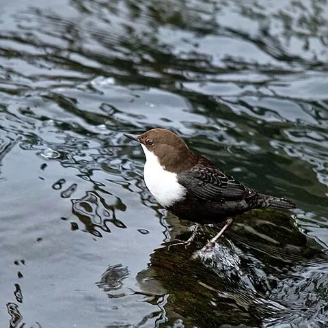 white-throated dipper: cinclus cinclus, an aquatic passerine bird found in Europe, Middle East, Central Asia and the...