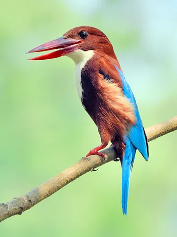 white-throated kingfisher: halcyon smyrnensis, an Asian species of tree kingfisher