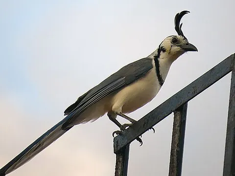 white-throated magpie-jay: calocitta formosa, a bird native to North America and Central America