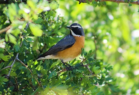 white-throated robin: irania gutturalis, a flycatcher breeding in western Asia and overwinters in East Africa