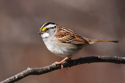 white-throated sparrow: zonotrichia albicollis, a passerine bird in the passerine family Passerellidae