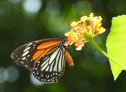 white tiger: any member of the species Danaus melanippus of butterflies, found from eastern India to the...