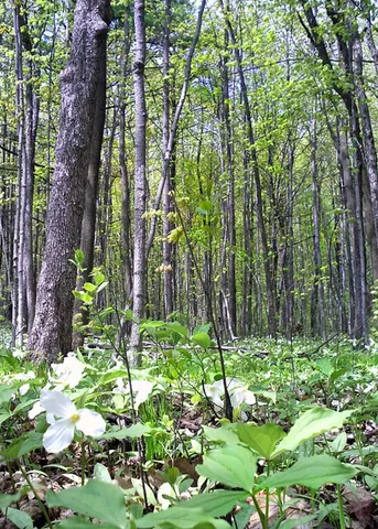 white trillium: trillium grandiflorum, native to much of eastern North America