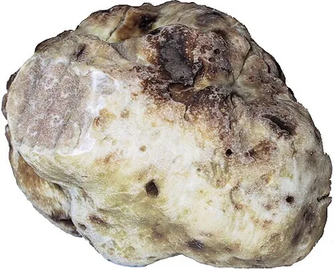white truffle: a truffle of species Tuber magnatum, most commonly from the Piedmont region of Italy, lighter in...