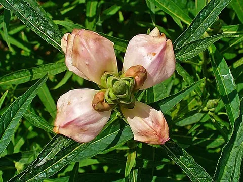 white turtlehead: any member of the species Chelone glabra of flowering plants native to wetlands and moist forests...
