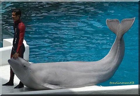 white whale: synonym of beluga (“the beluga whale, Delphinapterus leucas, a cetacean found in the Arctic Ocean”)