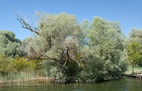 white willow: a willow native to Europe and western Asia (Salix alba)