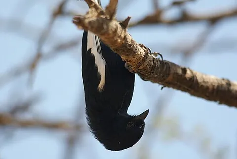 white-winged black tit: melaniparus leucomelas, a small bird of the tit family Paridae