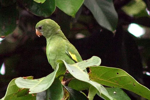 white-winged parakeet: brotogeris versicolurus, a species of parakeet native to the Amazon River, but has since been...