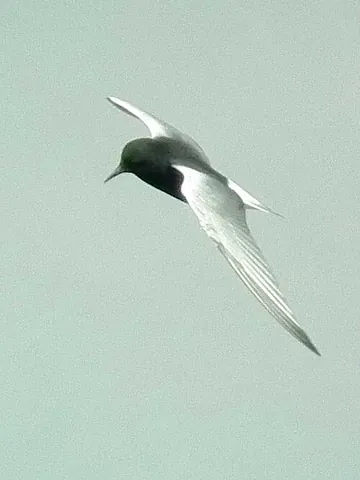 white-winged tern: chlidonias leucopterus, a species of tern in the family Laridae
