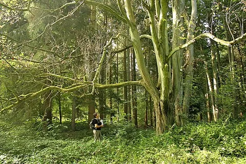 whitebeam: any of various deciduous trees of the genus Sorbus subg. Aria (now Aria edulis), native to Eurasia,...