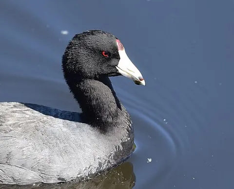 whitebill: an American coot (Fulica americana)