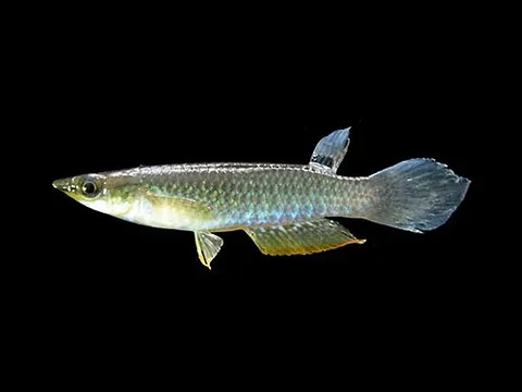 whitespot: aplocheilus panchax, a species of common freshwater fish found in a large variety of habitats due...