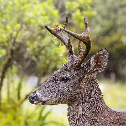 whitetail: a deer, Odocoileus virginianus, family Cervidae, perhaps the most popular game animal in North...