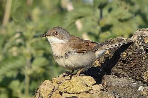 whitethroat: sylvia communis, a species of typical warbler