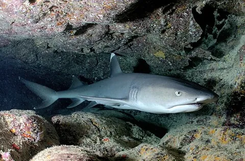 whitetip reef shark: a small species of requiem shark, Triaenodon obesus