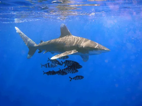 whitetip: the oceanic whitetip shark, Carcharhinus longimanus
