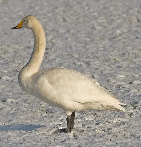 whooper swan: a species of swan, Cygnus cygnus, of the taxonomic family Anatidae