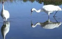 whooping crane: grus americana, a species of crane native to North America